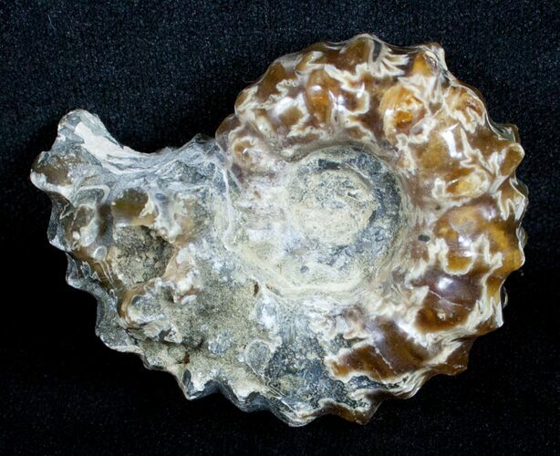 Polished Douvilleiceras Ammonite - Inches #3654